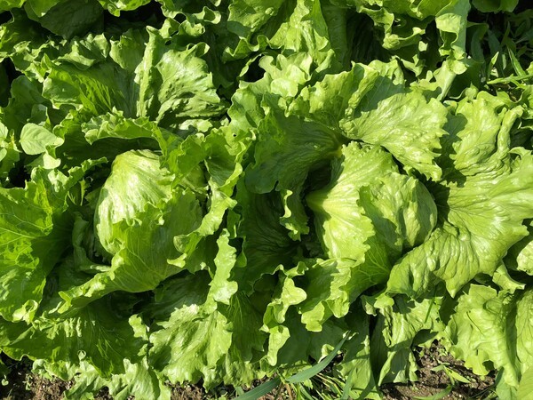 miyazakifarm
