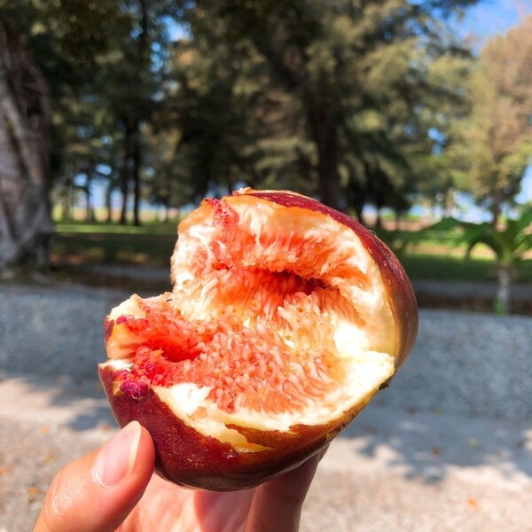 hometownfruit