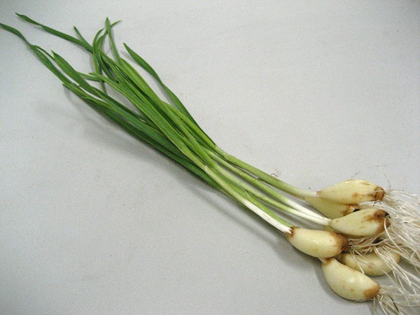 engei
