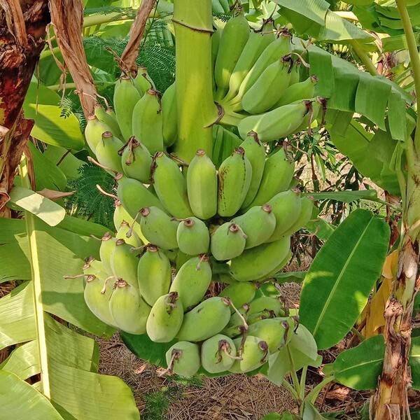 itanse