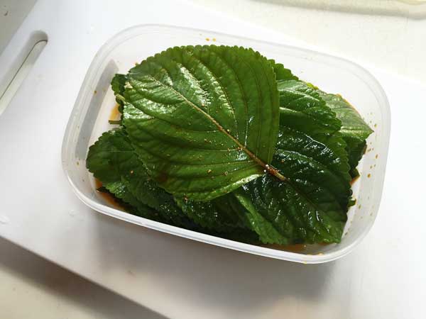 hidaegoma