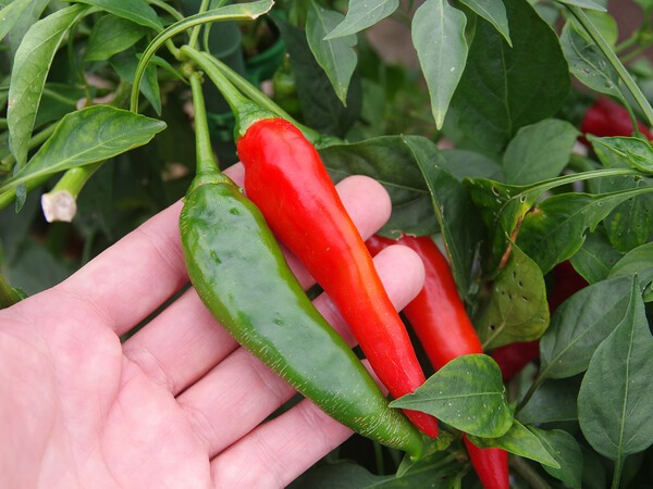 80c
