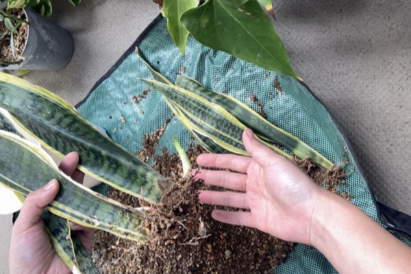 sansvieria