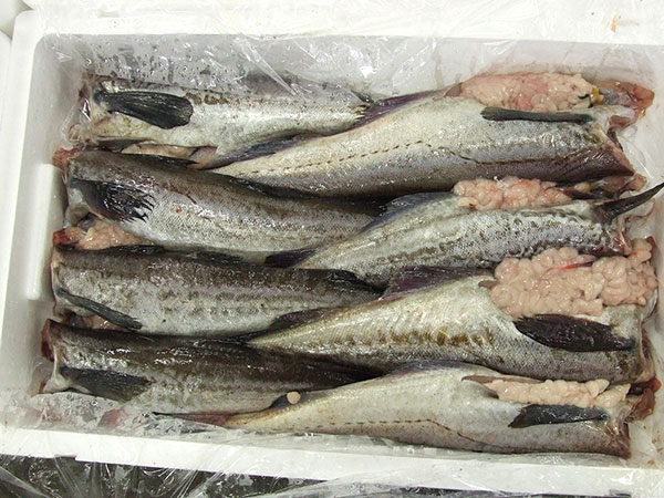 zukan
