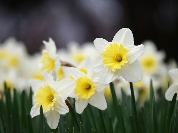 gardenstory