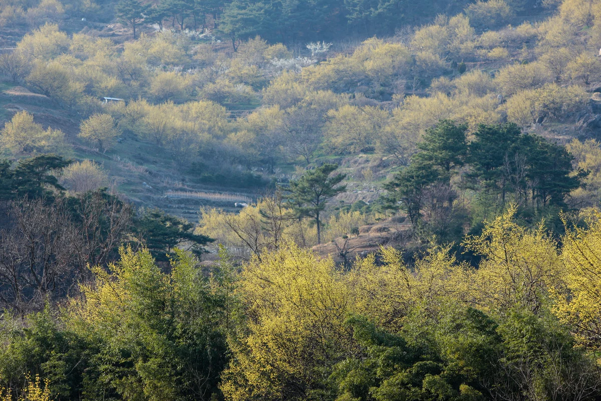 구례 산수유마을 - 산수유축제 여행