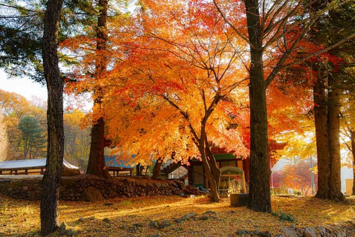 양주가볼만한곳: 회암사지 - 양주 여행