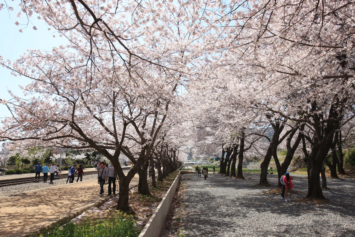 여좌천로망스다리 - 진해군항제 여행