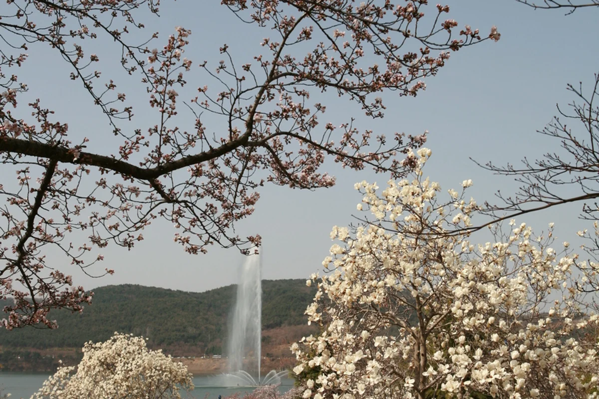 경주 보문관광단지 - 3월꽃구경 여행