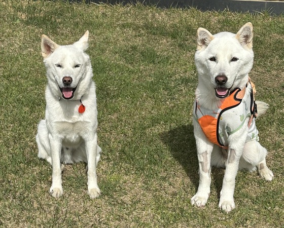 Taengi (right), who is recovering from a systemic fungal infection, and her dog (photo courtesy of the owner) / News1