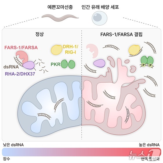 Description image of the role of FARSA's dsRNA regulation in maintaining the immune-longevity balance (provided by KAIST researcher Son Joo-yeon) / News1