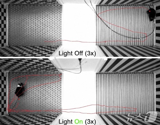 In a memory-updating experiment using mice, animals normally preferred the right-side area where they previously received a water reward after an electric shock. However, when researchers suppressed a neural switch circuit using light, the mice recalled older experiences and instead avoided the area. (KAIST provided image) / Courtesy of News1