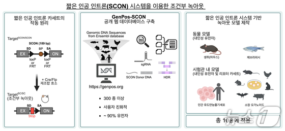 Conditional knockout using the SCON system. (Provided by the Institute for Basic Science) / Courtesy of News1