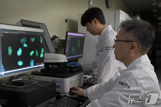 Researchers at the Korea Research Institute of Standards and Science observe cellular DNA damage and repair responses through fluorescence imaging. / Courtesy of KRISS
