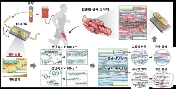 Principles of Fabricating Vascularized Muscle Structures (SPARC) via Plasma-Induced Self-Assembly (Provided by UNIST) 2026.5.20 / News1