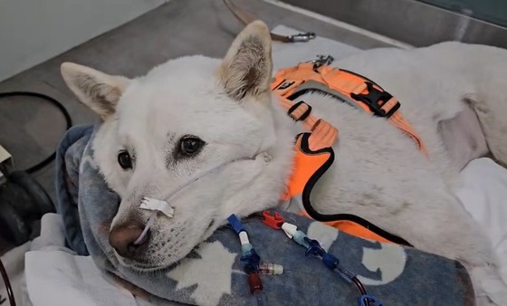 Tangi undergoing dialysis due to acute kidney injury (Provided by Signature Animal Medical Center) / News1