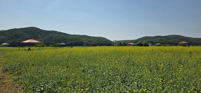 용인특례시 기흥구 공세동 기흥호수공원에 조성된 유채꽃 단지. ⓒ용인시 제공