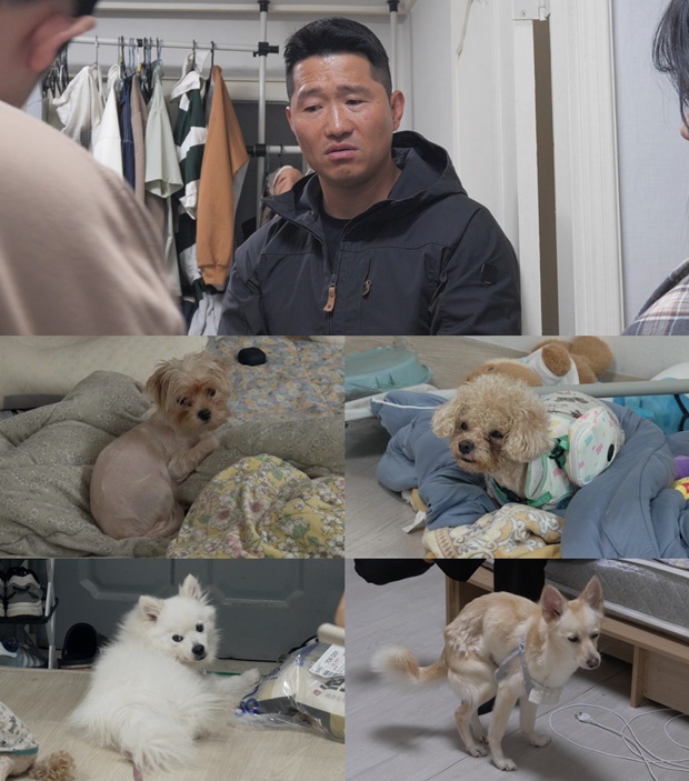 개와 늑대의 시간2