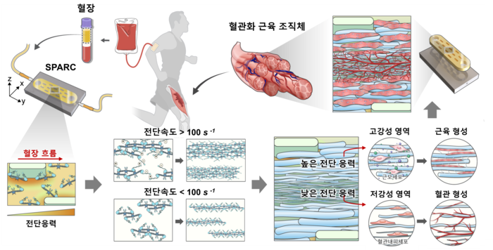 혈장 기반 전단 유도 자가조립으로 구현한 혈관화 근육 구조체 (SPARC) 제작 원리. (강주헌 교수)