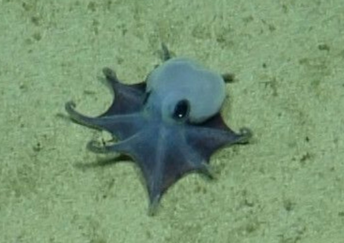 신종으로 인정받은 문어 '마이크로엘레도네 갈라파겐시스(Microeledone galapagensis)'. 사진=찰스 다윈 재단