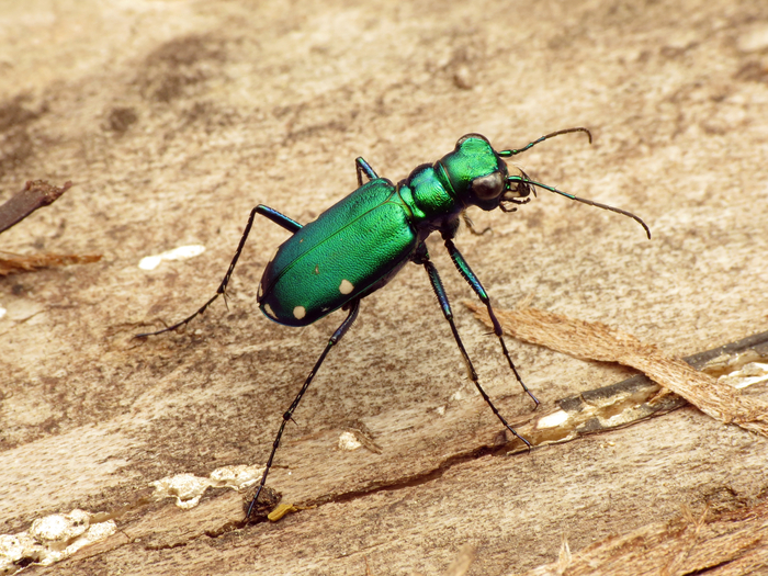 여섯점박이길앞잡이(Six-spotted tiger beetle). 사진=위키미디어 커먼즈