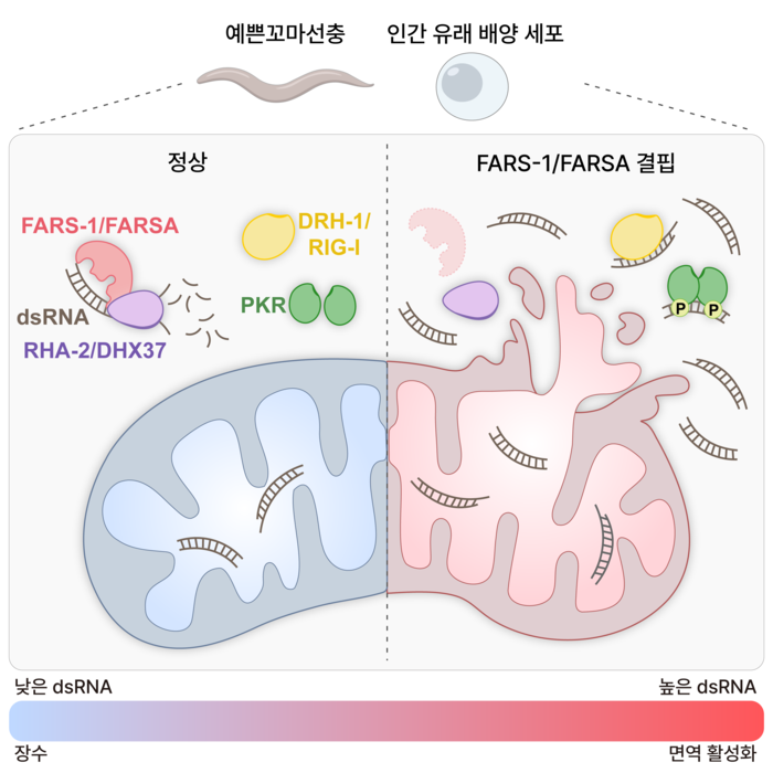 FARSA의 dsRNA 조절을 통한 면역-장수 균형 유지 역할. (연구재단 제공)