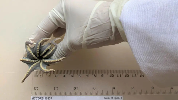 신종문어 '마이크로엘레도네 갈라파겐시스(Microeledone galapagensis)' 표본. 사진=찰스 다윈 재단
