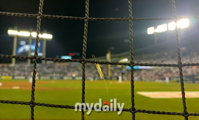 잠실구장 그물에 동양하루살이가 붙어있다 / 잠실 = 유진형 기자 zolong@mydaily.co.kr