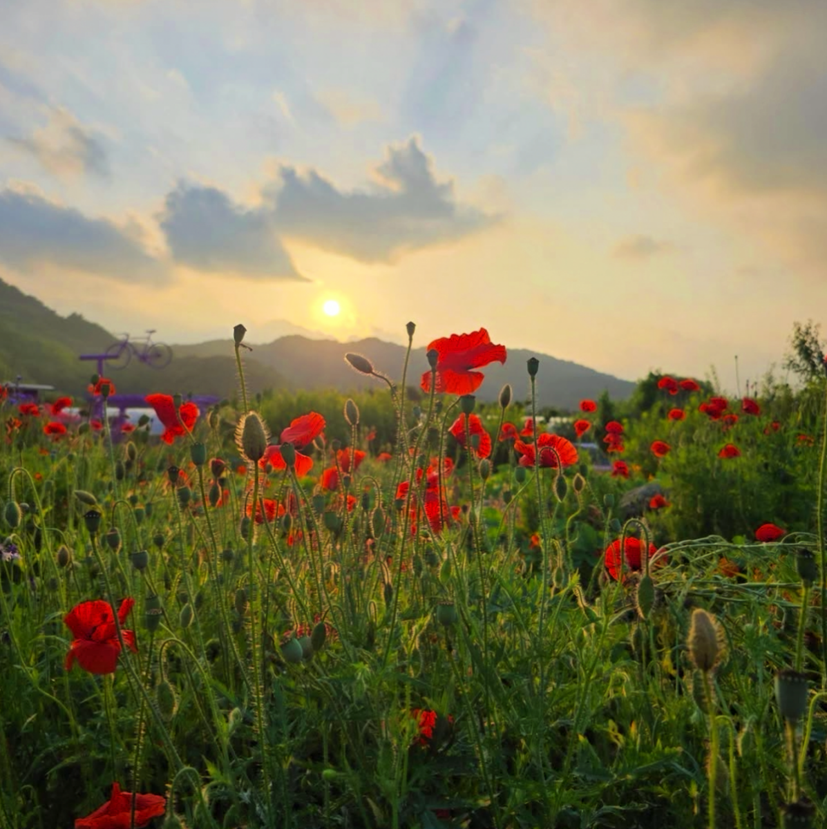 축제