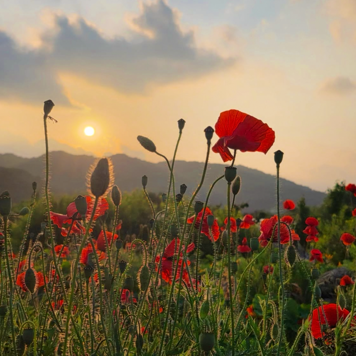축제