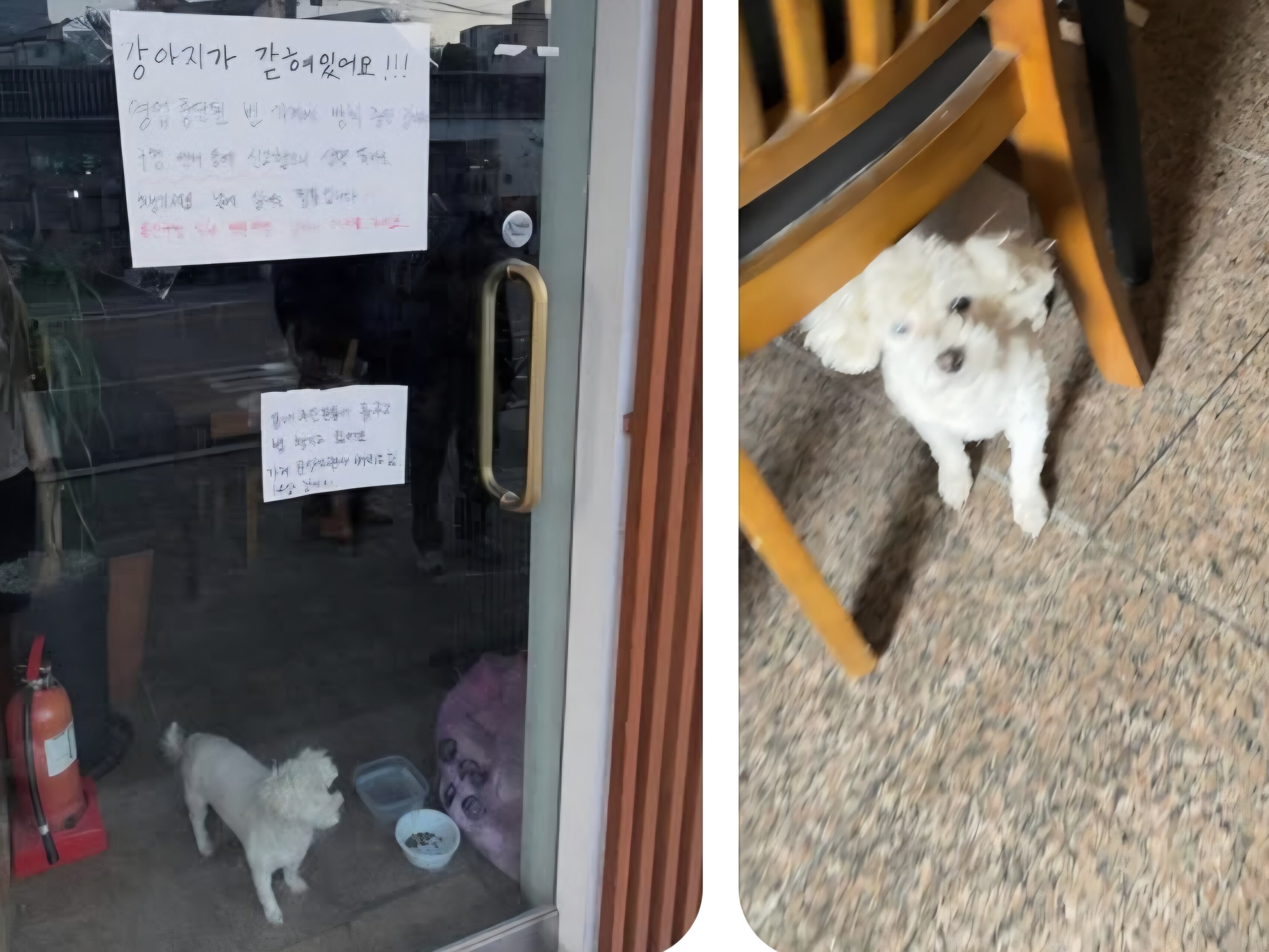 서울시 용산구에 위치한 한 식당에 강아지가 유기돼 있다는 게시물이 게제됐다./스레드 캡처.