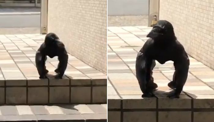 애니멀플래닛