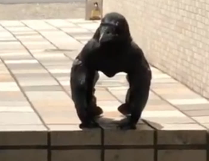 애니멀플래닛