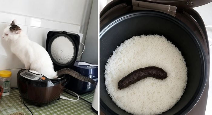 애니멀플래닛