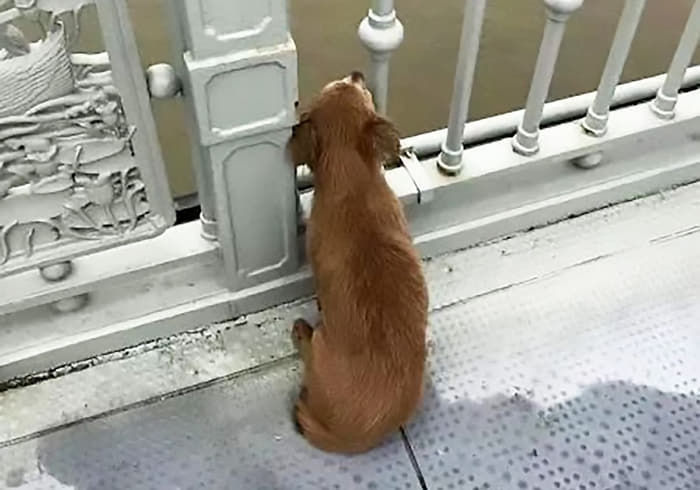 애니멀플래닛