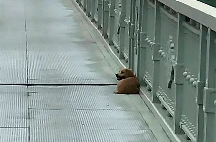 애니멀플래닛