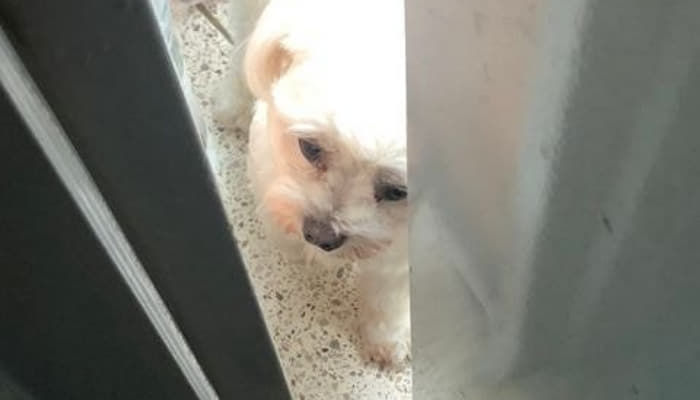 애니멀플래닛
