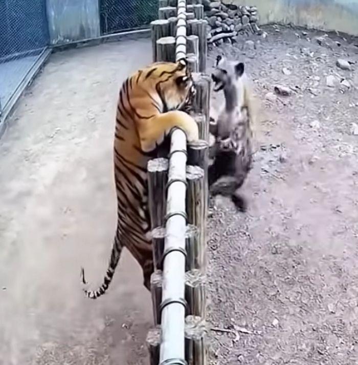애니멀플래닛