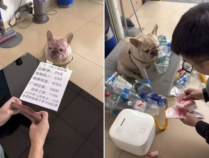 애니멀플래닛