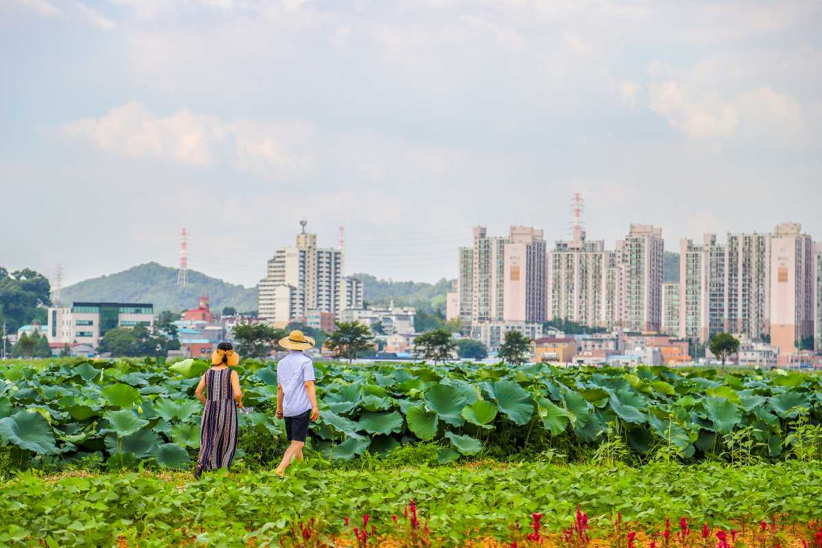 시흥 연꽃테마파크 / 사진=경기관광플랫폼