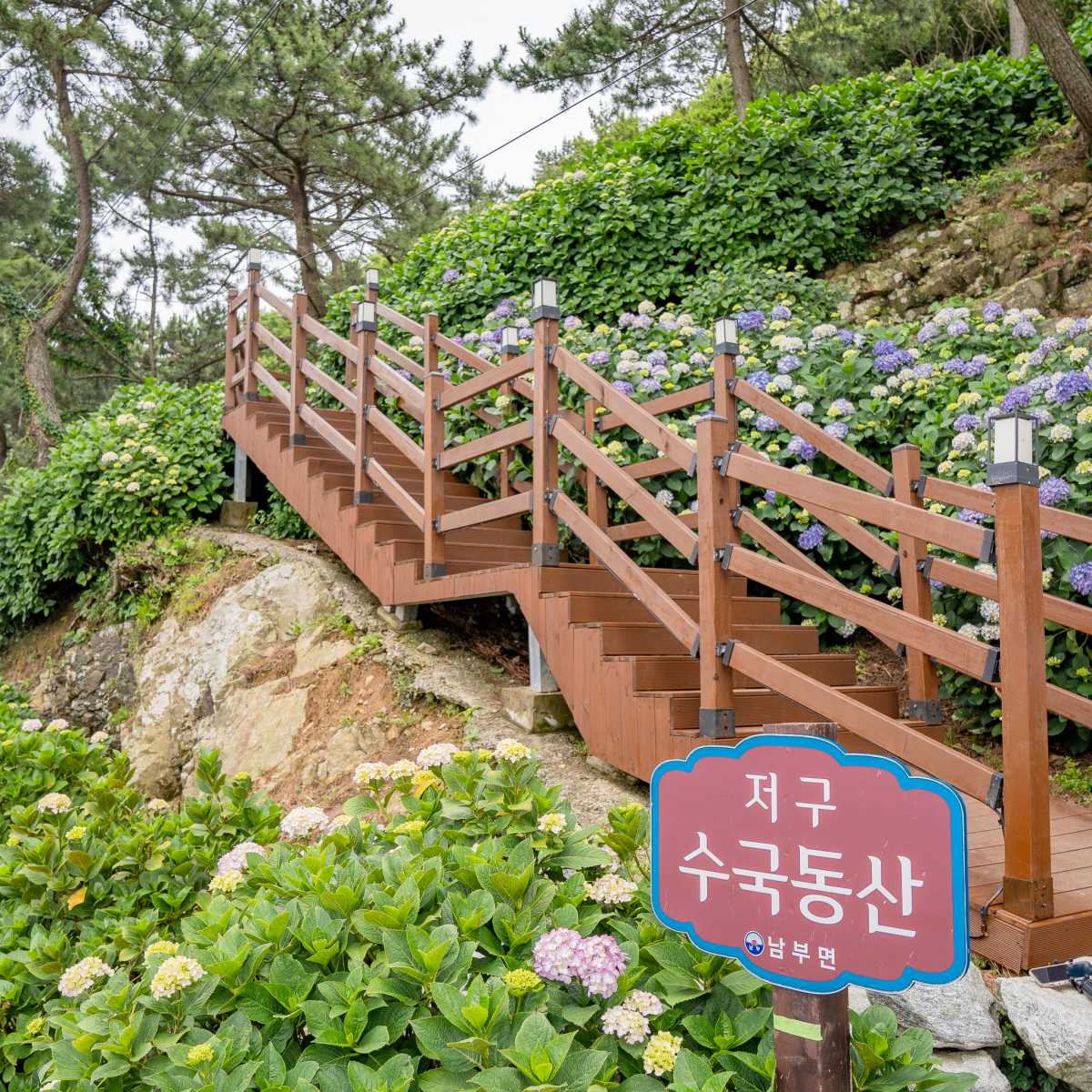2026 거제 수국 축제는 언제?
