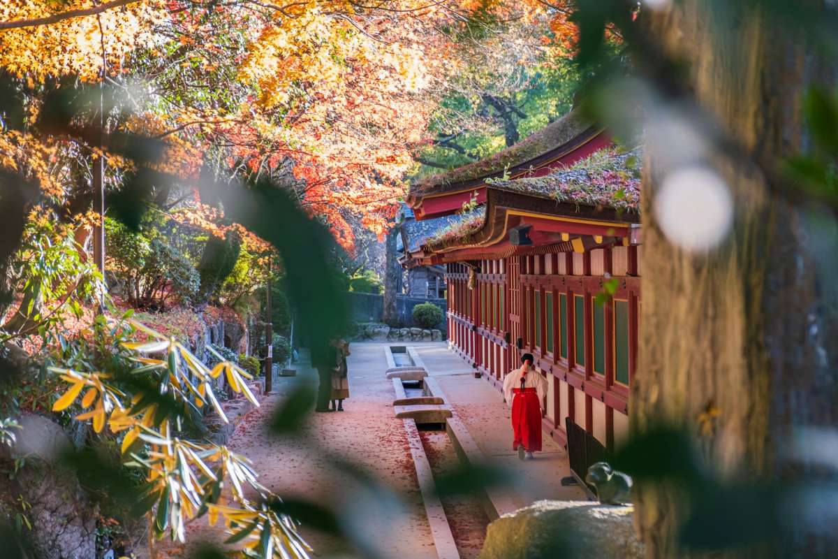 후쿠오카 단풍 / 사진=unsplash@Nichika Sakurai