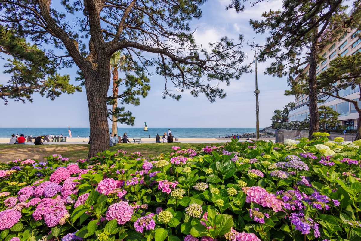 해운대송림공원 수국 / 사진=써머트리@문철진
