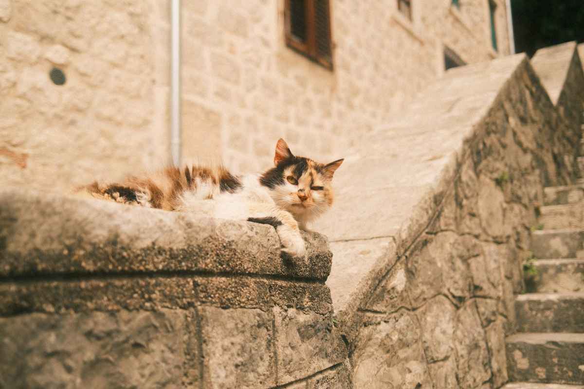 골목 곳곳에 숨어있는 코토르 고양이 / 사진=unsplash@ Matthew Ye