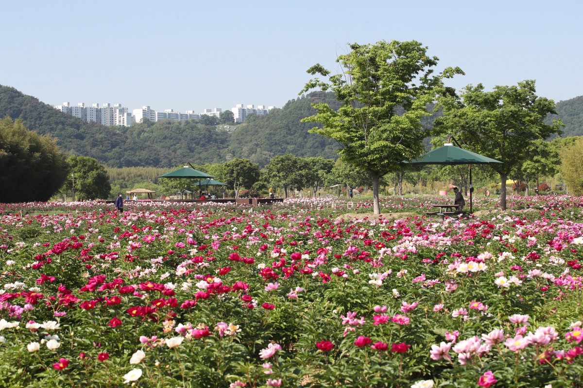 태화강 국가정원 작약꽃 / 사진=공공누리@울산광역시