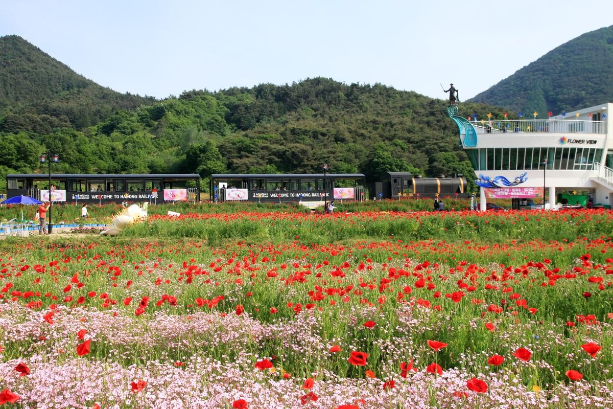 2026 하동 북천 꽃양귀비 축제 정보 / 사진=한국관광콘텐츠랩