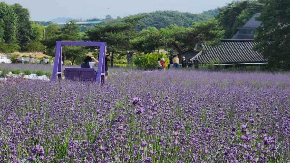 고창청농원라벤더 / 사진=한국관광콘텐츠랩