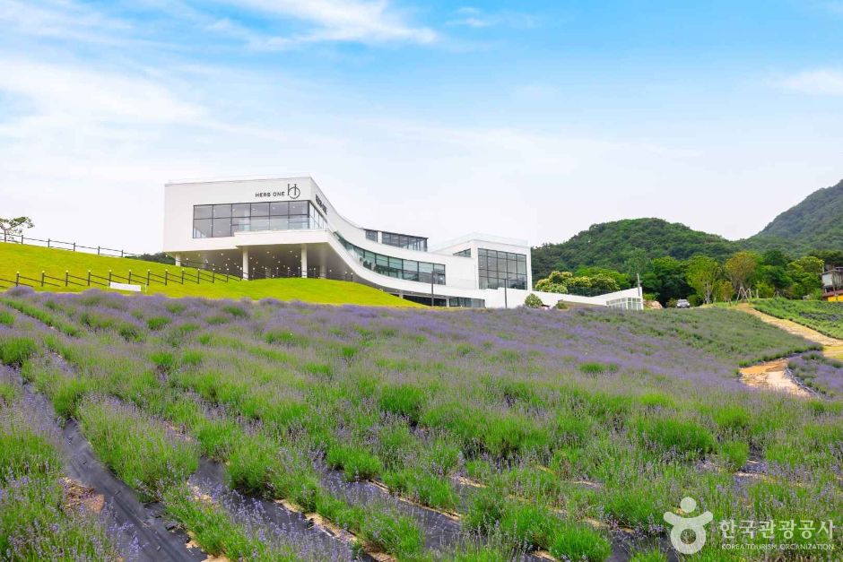 정읍 허브원 / 사진=한국관광콘텐츠랩