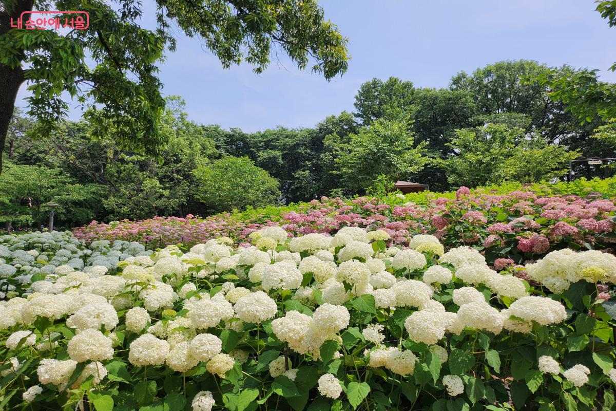 초안산수국동산 / 사진=내손안에서울©김기탁