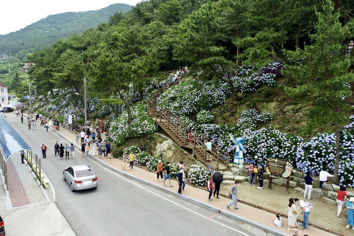 지난 저구항 수국동산 축제 / 사진=거제몽돌사진관